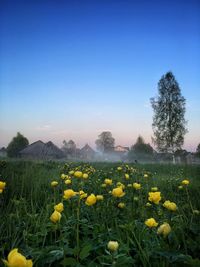 Yellow flowering plants on field against sky