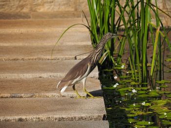 High angle view of gray heron by lake