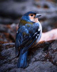 Close-up of bird perching on rock