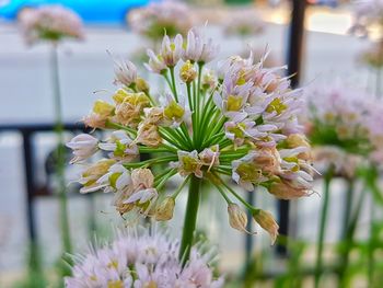 Close-up of flowers blooming outdoors