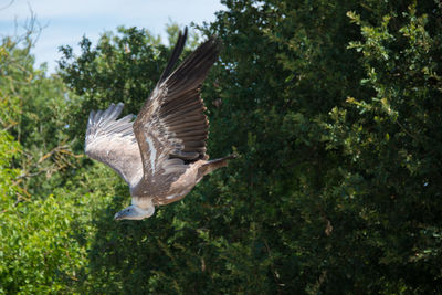 Low angle view of bird flying