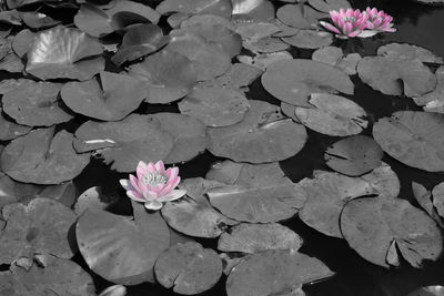 Close-up of lotus water lily in pond