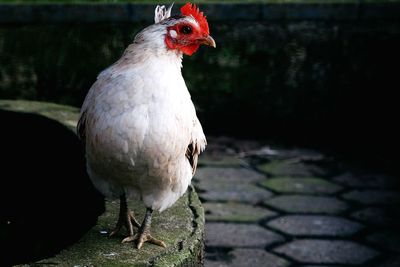 Close-up of chicken standing on retaining wall