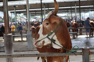 Close-up of a cow