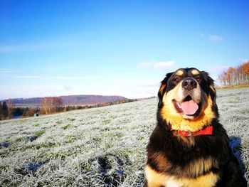 Close-up of dog on landscape against sky