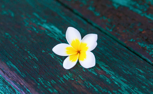 High angle view of white flowering plant