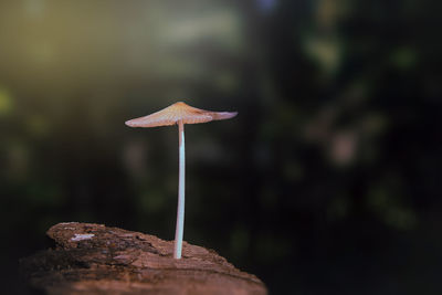 Close-up of mushroom growing on land