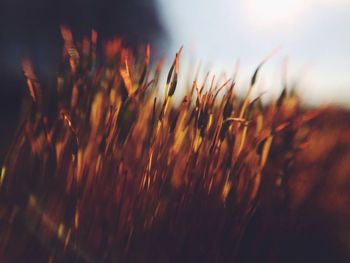 Close-up of plant against sky at sunset