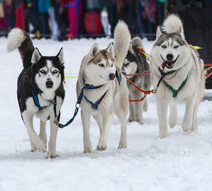 The portrait of a husky-drawn on the competition before the start