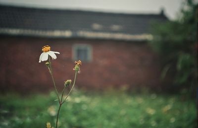 Close-up of plant against blurred background