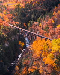 High angle view of autumnal trees in forest