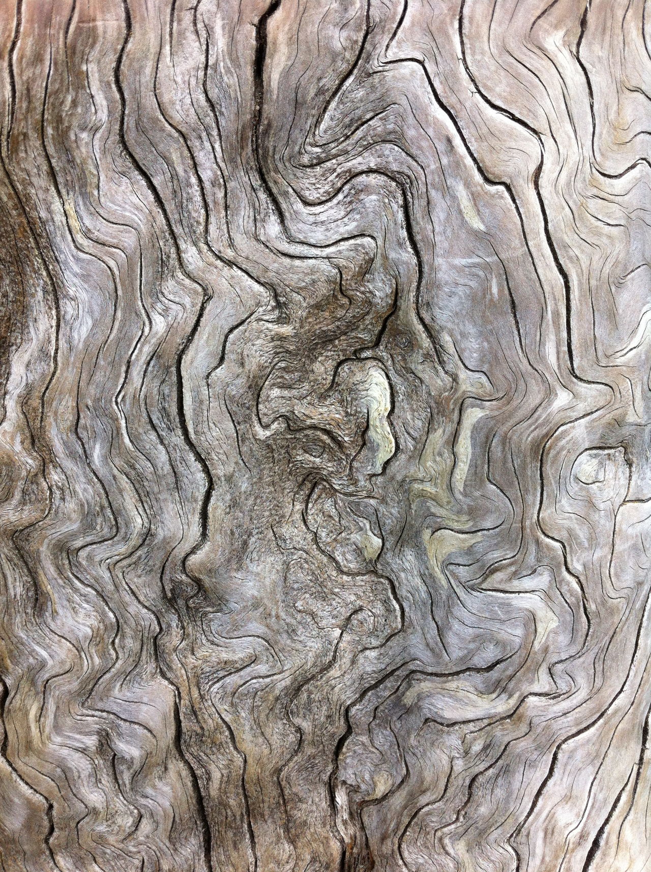 Weathered tree stump