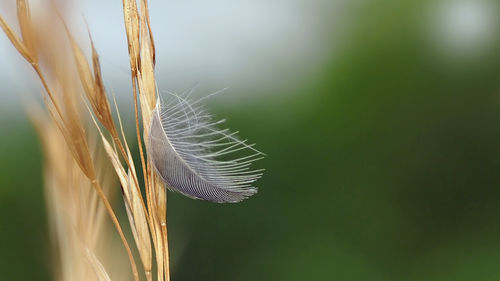 Close-up of wheat plant