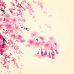 Close-up of pink flowers