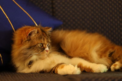 Close-up of a cat sleeping