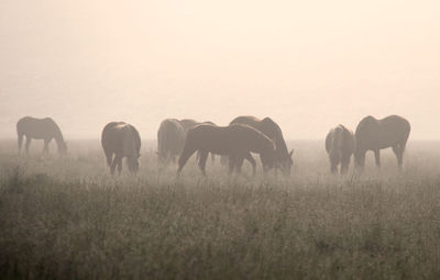 Horses on field against clear sky