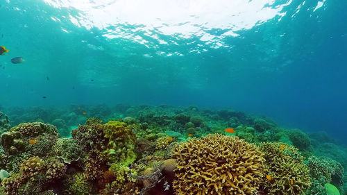 underwater