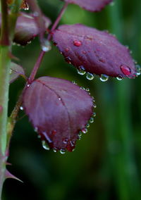 Close-up of water drops on flower