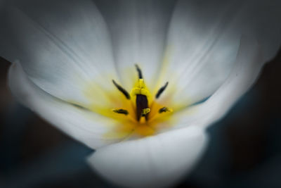 Close-up of white flower