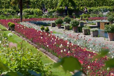 View of flowering plants in garden