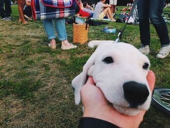 Dog looking at camera