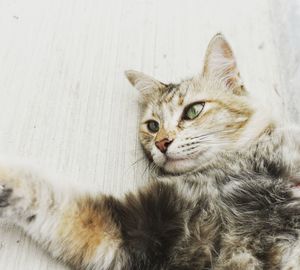 Close-up portrait of tabby cat