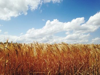 Scenic view of wheat field against sky