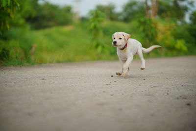 Portrait of puppy on road