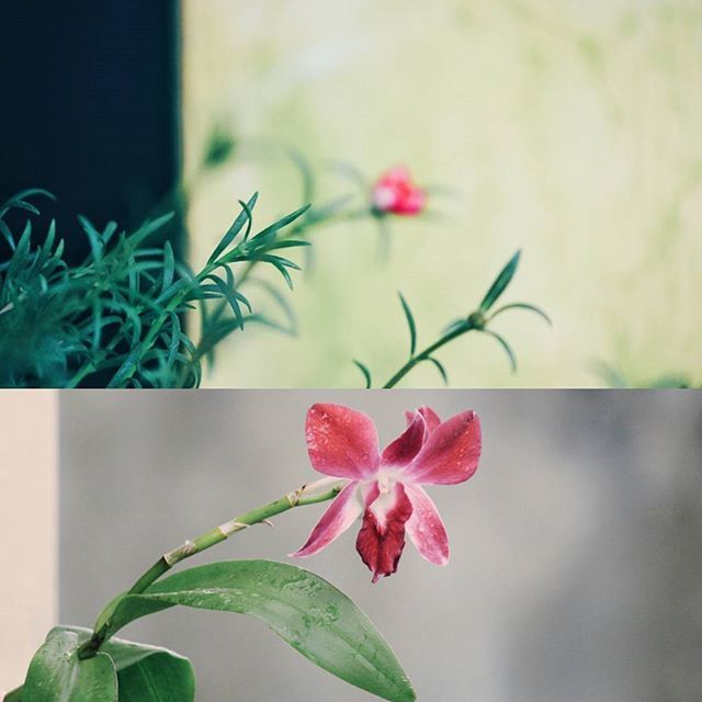 flower, leaf, growth, plant, fragility, close-up, freshness, petal, beauty in nature, focus on foreground, nature, stem, green color, flower head, wall - building feature, pink color, potted plant, blooming, no people, day