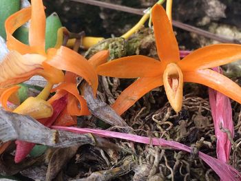 Close-up of orange plants