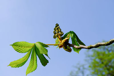 Low angle view of plant against clear blue sky