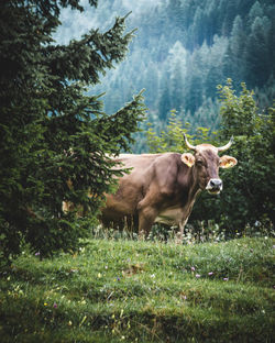 Cows on field