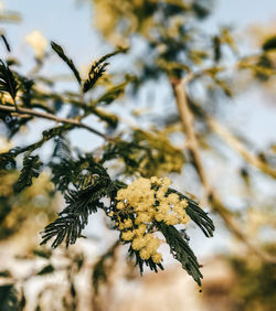 Flower tree mimosa