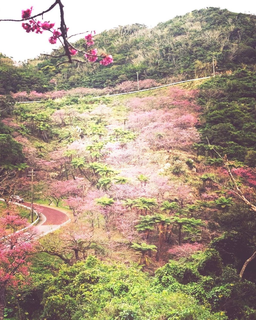 PINK FLOWERS GROWING ON TREE