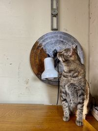 Barn cat sitting on work bench 