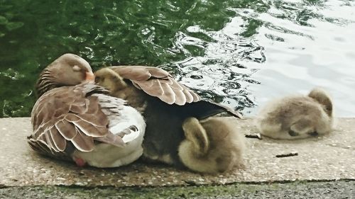 Close-up of bird