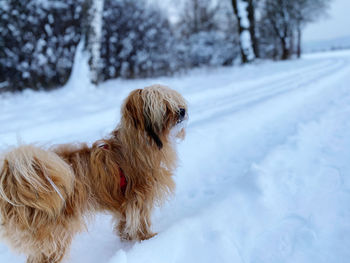 Dog on snow covered field