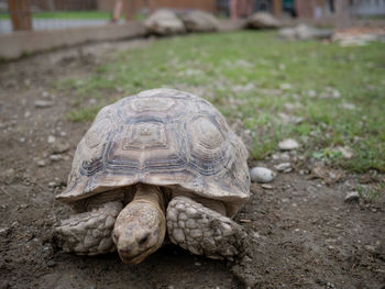 Close-up of a turtle on field