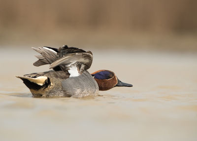 Teal swimming in lake