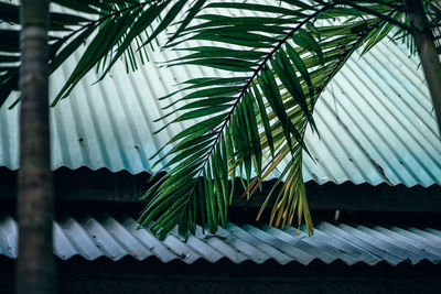 Low angle view of palm leaves against roof