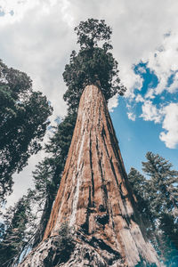 Low angle view of tree against sky