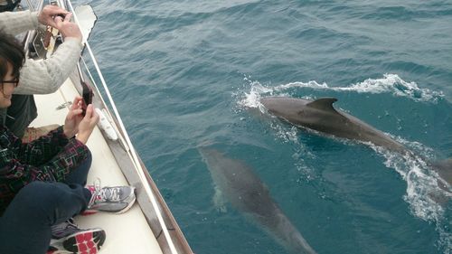 Woman photographing dolphins swimming in sea