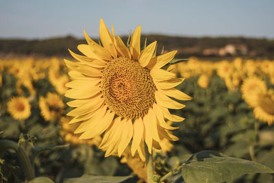 Close-up of sunflower on field