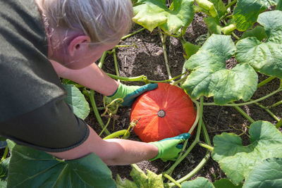 Gardener cuts ripe pumpkins from the leaves with scissors in her garden