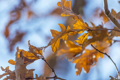 Low angle view of maple tree against sky