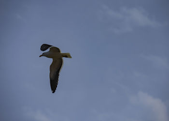 Low angle view of seagull flying in sky