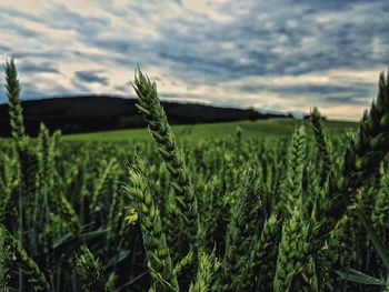 Crops growing on field against sky