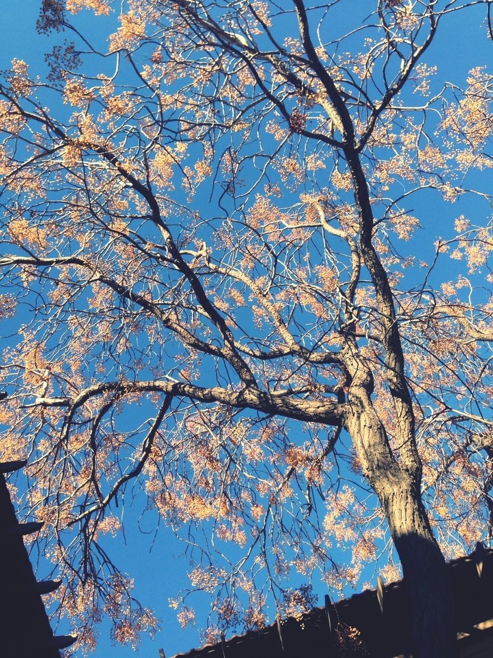 tree, low angle view, branch, growth, blue, sky, nature, clear sky, beauty in nature, tree trunk, flower, tranquility, bare tree, outdoors, day, sunlight, no people, silhouette, scenics, high section