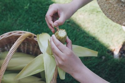 Close-up of hand holding leaf