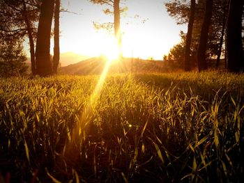 Sun shining through trees on field